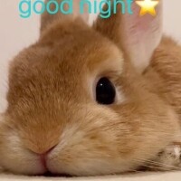 🌙⭐️🌙⭐️🌙