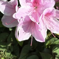 おはようございます☘️