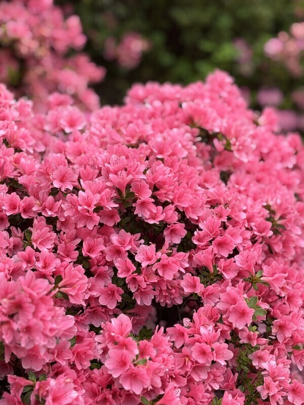 🌷🫶🌷