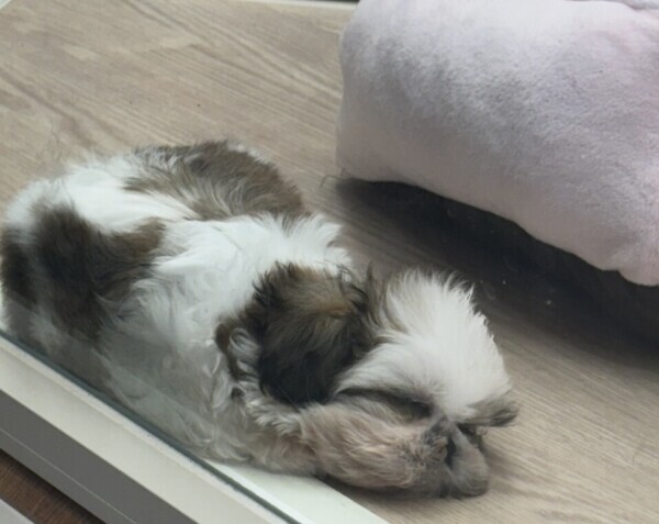 🐶💤