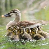 おやすみなさい♪