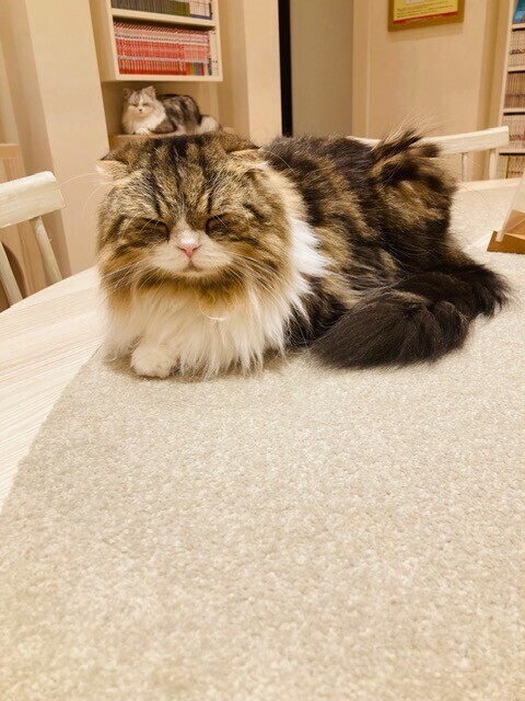 癒してくれるもの