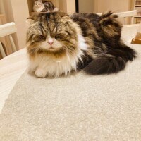 癒してくれるもの