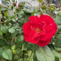 おはようございます☀