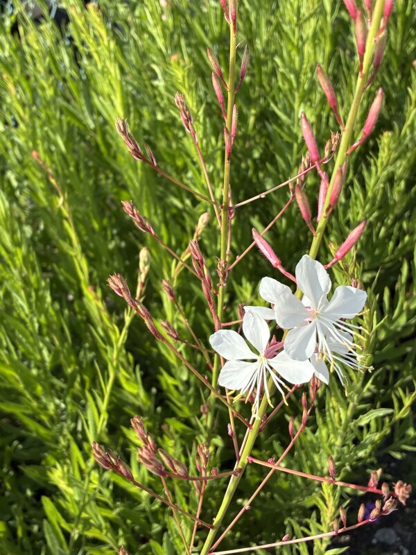 おはようございます♡