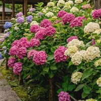 6月もよろしくお願いします🌺