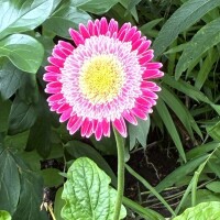 おはようございます🦋