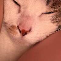 おはにゃ～