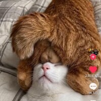 えー、これが睾〇アイマスクです。私の好きなやつです。