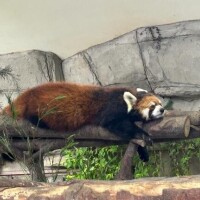 まどか