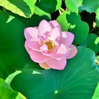 エマニィくじ?