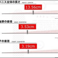 日本の平均サイズはこちらになります?ものさしで