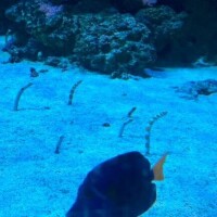 圧倒的に?