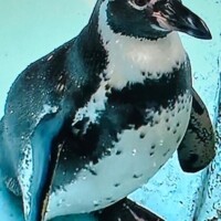 ありがとう?