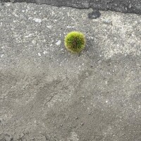 証明されてしまった天然