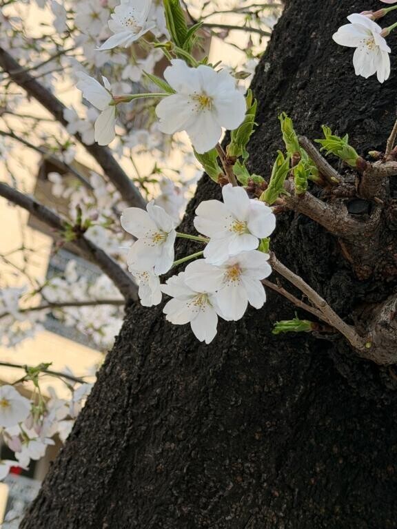 【注意】