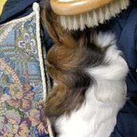 透視能力