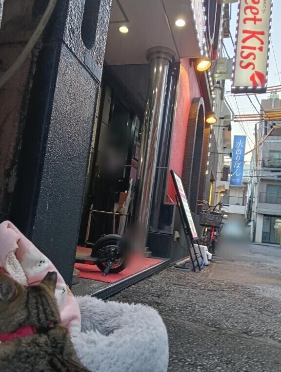 猫と透視能力