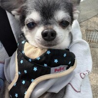 愛犬の誕生日?
