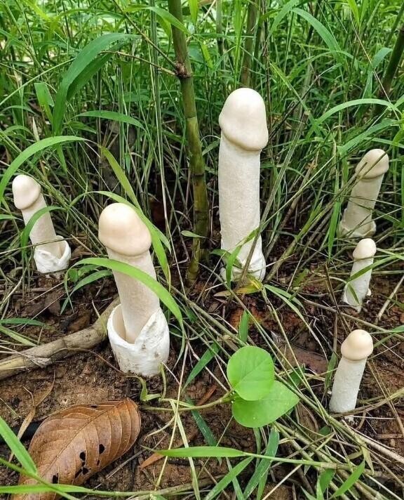 ち〇こキノコ?みーぃっけ??あはん(  -?ω-? )