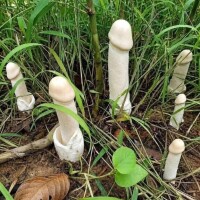 ち〇こキノコ?みーぃっけ??あはん(  -?ω-? )