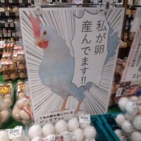 【私が卵産んでます??】との事。?コケ