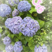 ひな☆Sランク清純系