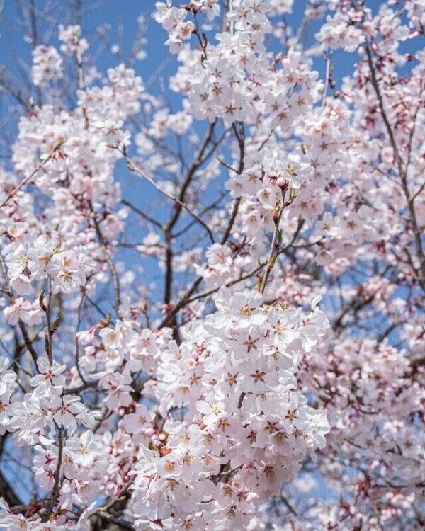 出勤です🌸