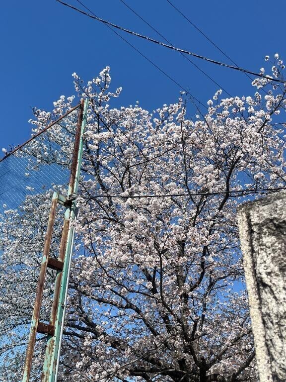 入学式シーズン🌸