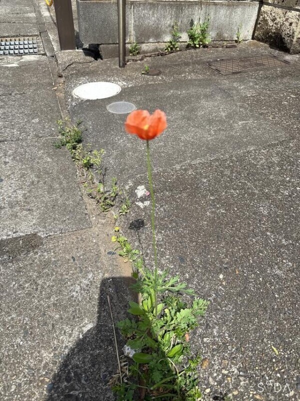 ご立派