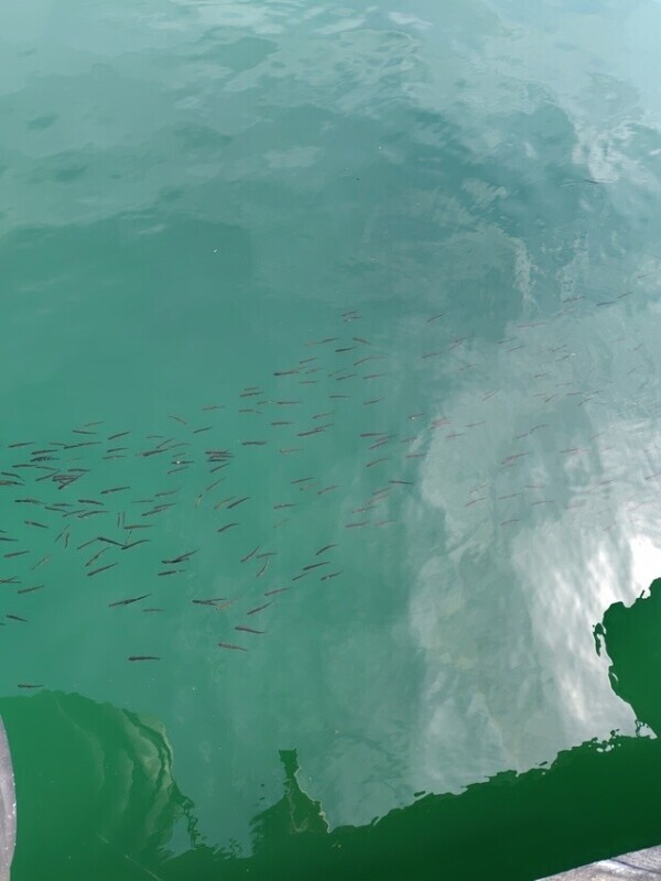 お魚美味しそう…