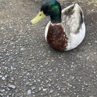 あきな先生