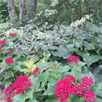 うた先生