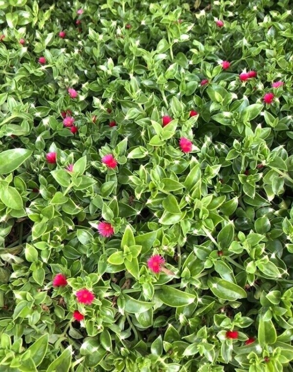 ありがとうございました