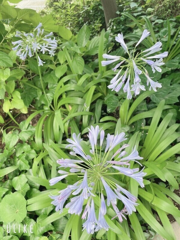 🩵𝒯𝒽𝒶𝓃𝓀 𝓎ℴ𝓊🩵