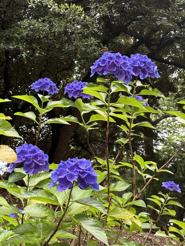 おはようございます🦋