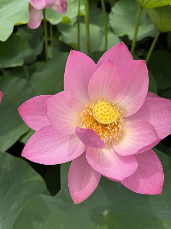 蓮の花