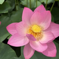 蓮の花