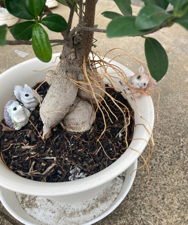 こんばんは