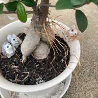 こんばんは