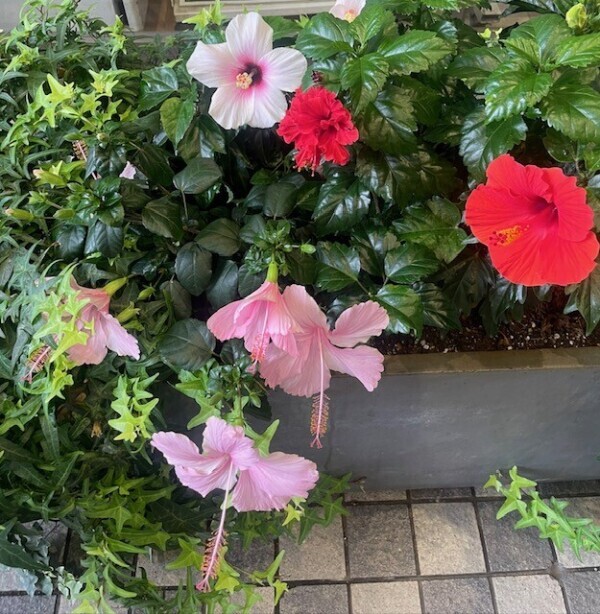 🌺