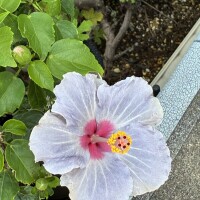 おはようございます🦋