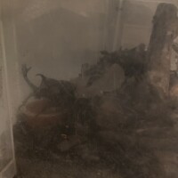 こんばんは