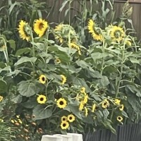 🌻✨