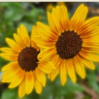 ひまわり🌻