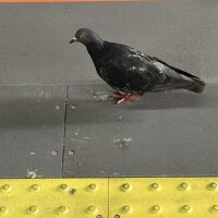おはようございます🐧
