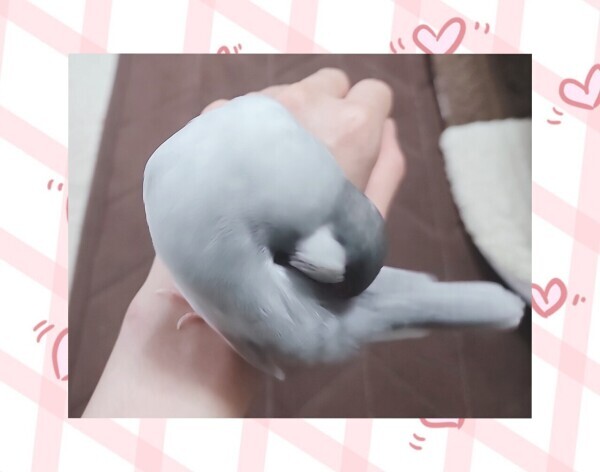 癒し♥*+