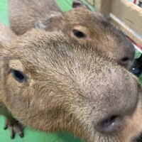 こんばんは