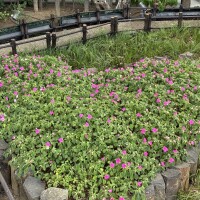 おはようございます🦋