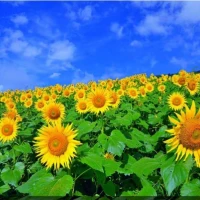 暑いときにはこれ！